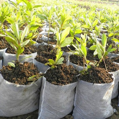 100pcs 20x35cm Biodegradable Plant Bags Tree Nursery Pot