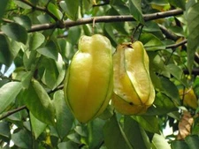 Averrhoa carambola | Star Fruit | Carambola | Five-Corner | 5 Seeds