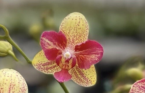 Phal Chi Yueh Kaleidoscope In Bloom DISCOUNTED Plant EBay