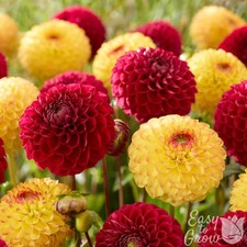 Dahlia Sunset Blaze Mix 6 Tuber Clumps - Summer Fall