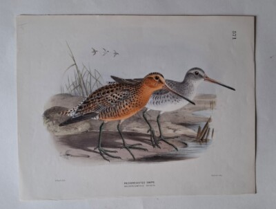 SELTENER JOHN GERRARD KEULEMANS ORNITHOLOGIE AUSSCHNITT CHROMOLITHOGRAPH C.1881-1896