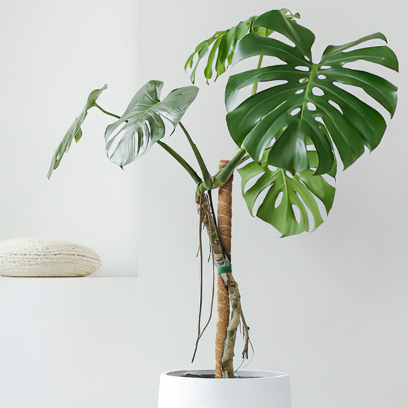 2pcs 25"Bendable Moss Pole Plants Coconut Poles Plant Cages Climbing