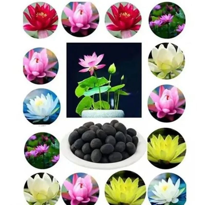 30 graines de lotus mélangées, nélumbo, bonsaï, plante nucifera, nymphaea,bassin - Image 3 of 4