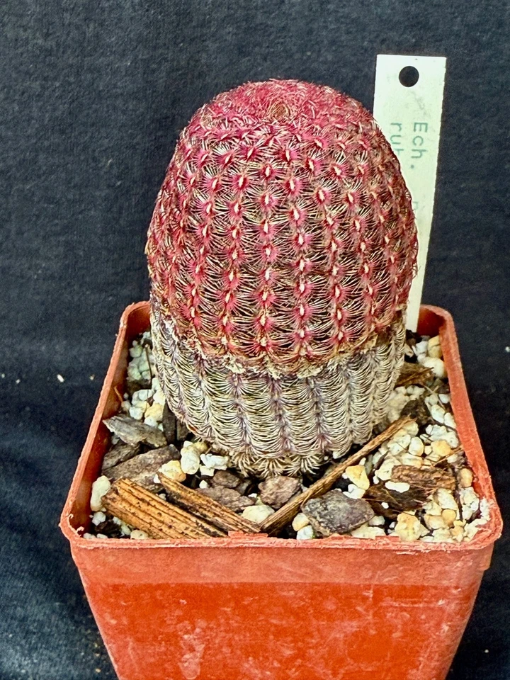 Echinocereus pectinous v. rubrispinus, cactus plant - Image 4 of 4