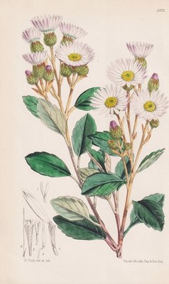 Olearia Dentata New South Wales Botanik flower botany lithograph Curtis 5973