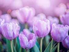 Lubove's New Babe Tulip Bulbs