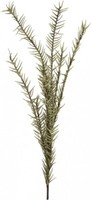 Europalms Rosmarinzweig (Eva), GrüN