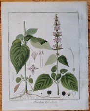 Hayne Originaldruck Koloriert Botanik Wald Ziest Stachys sylvatica - 1813
