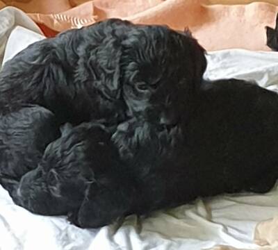 groodles for sale gumtree