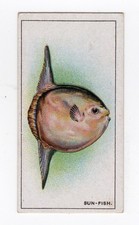 British American Tobacco (BAT) Sea Wonders 1929 #15 Sun Fish