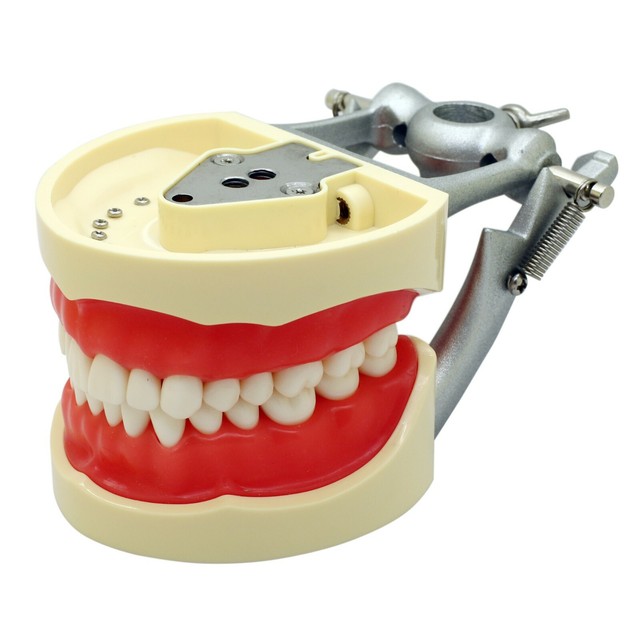 Kilgore Nissin Dental Model Soft Urethane Gingiva Tissue Operative