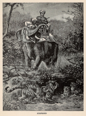 Antique Engraving Book Plate Illustration Print of Elephant vs Tiger