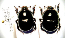 Thorectes angeli,pair,Scarabaeidae