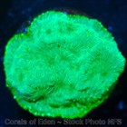 Corals of Eden WYSIWYG Live Coral Frag ~ Aurora Borealis Leptoseris Coral SPS — photo 3