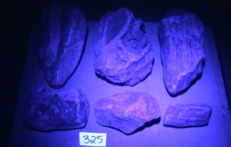 Coquina, Fossils, Coral Lot, Arts Crafts. Etching, History, 5 LBS, 10 OZ, #325