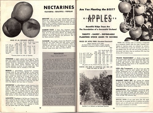 Fruit Plants & Trees Catalog & Planting Guide 1967-68 Bountiful Ridge Nurseries - Picture 5 of 8
