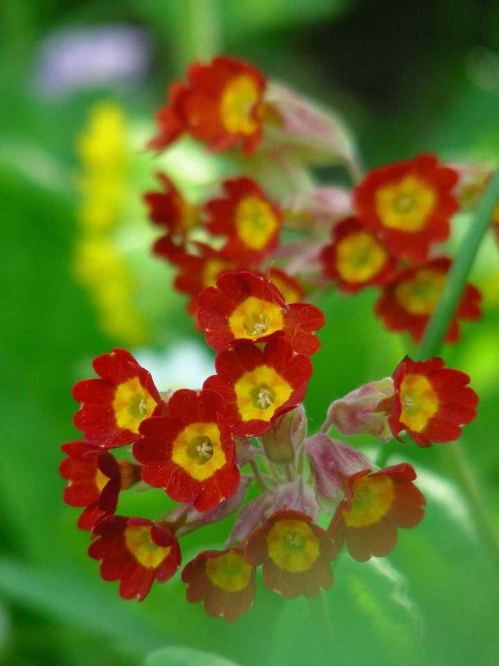 Primula Veris & hyb : 50 Seeds : Cowslip Primrose : Yellow, Red, Orange - Image 3 of 4