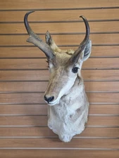 JVBH83 Pronghorn Head Shoulder Mount