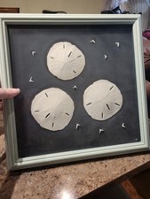 Sand Dollar Creative Display Beach Decor Legend picture wall hanging naval