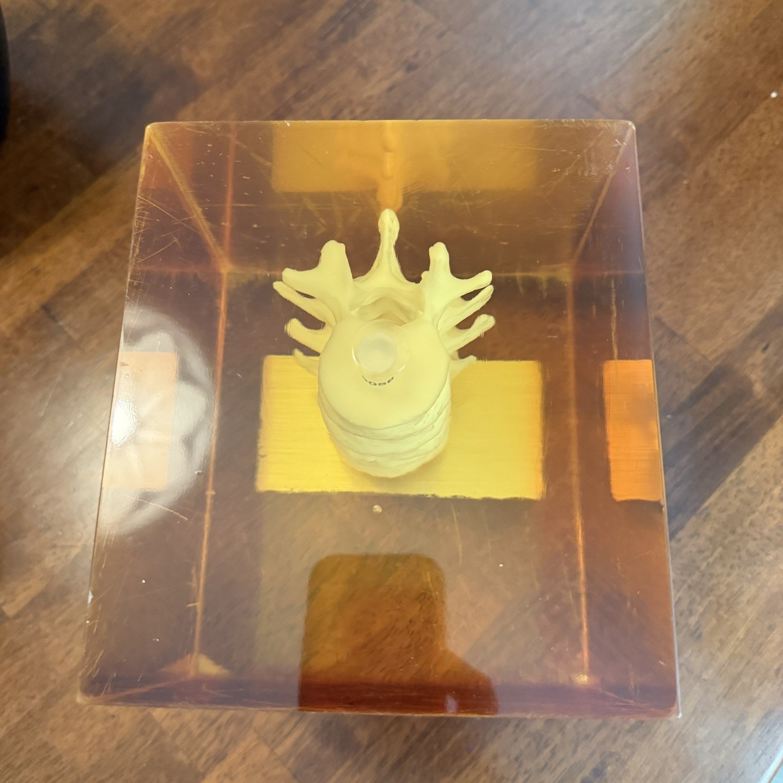 Hologic 030-1967 DPA/QDR-1 Anthropomorphic Spine Phantom