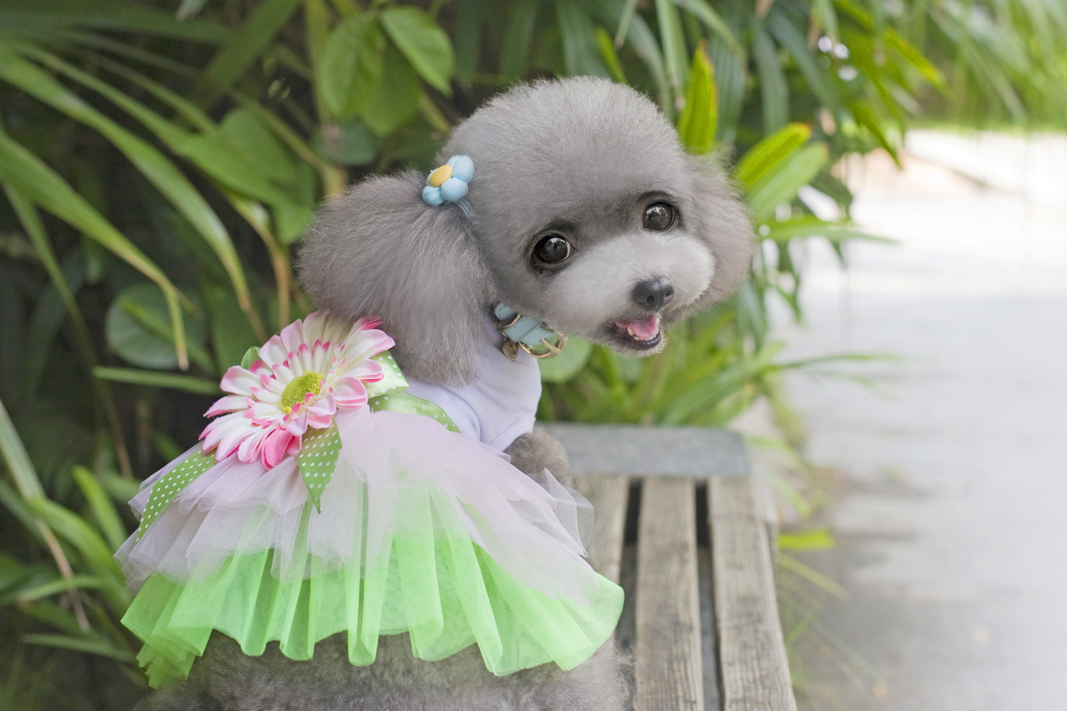 Cute Puppy Pet Dog Tutu Dress Lace Skirt Cat Princess Dress Small Dog