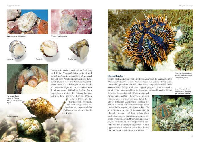 Thumbnail - Algen Meerwasseraquarium Pflege Und Bekämpfung Daniel Knop Taschenbuch