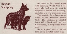 Belgian Sheepdog - CUSTOM MATTED - Vintage Dog Art Print - 1954 M. Dennis