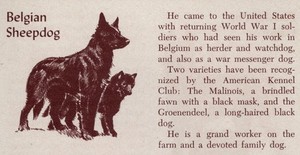 Belgian Sheepdog - CUSTOM MATTED - Vintage Dog Art Print - 1954 M. Dennis