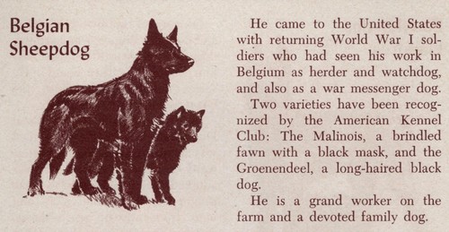 Belgian Sheepdog - CUSTOM MATTED - Vintage Dog Art Print - 1954 M. Dennis
