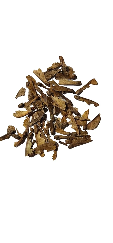 25 + ( Bloodgood ) Atropurpureum Japanese Maple tree seeds - Image 2 of 2