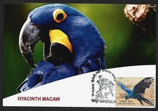 India Hyacinth Macaw EXOTIC BIRDS  Pictorial Cancellation Postcard