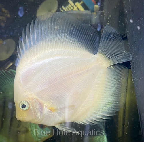 Snow White Discus Fish 4-4.5” Live Fish - Picture 1 of 4