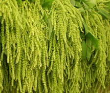 AMARANTHUS LOVE LIES BLEEDING GREEN Amaranthus Caudatus - 100 Seeds