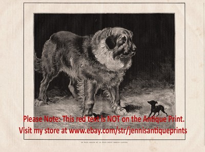 saint bernard chihuahua