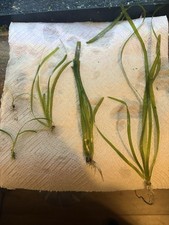 5 Plant Pack Jungle Vallisneria Americana