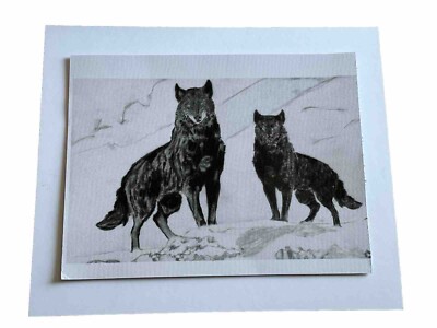 Mark Leary Wolf Art Buntstiftzeichnung zwei schwarze Wölfe