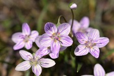 20-virginia-spring-beauty-claytonia-virginica-eastern-fairy-pink-striped-native