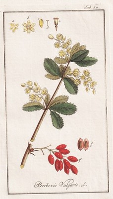 Berberis vulgaris Berberitze barberry botany Botanik engraving Kupferstich 1790