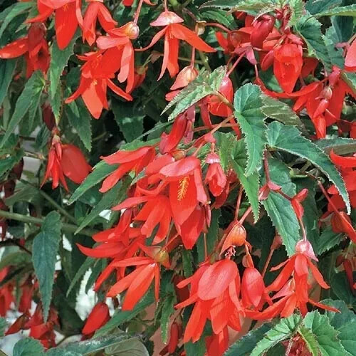 Semillas rojas Begonia Сopacabana orgánicas 5 semillas en todo el mundo - Imagen 2 de 3