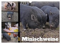 Faszination Minischweine (Wandkalender 2027 Din A3 Quer), Calvendo Monatskalende