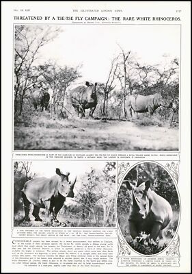 1937 VINTAGE PRINT AFRICA Zululand White Rhinoceros Tse-Tse Fly (374)