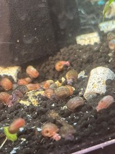 50 Assorted Ramshorn / Live cleanup crew snails freshwater