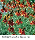 Seed Ratibida Columnifera Mexican Hat Red Gold Yellow FIRST Year SELF SOW PerenN