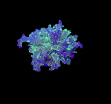 WYSIWYG Grafted Frogspawn Live LPS Frag Coral Saltwater Reef Aquarium