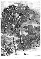 ML37 Vintage Medical Anatomy Illustration Skeleton Front Albinus Poster A2/A3/A4