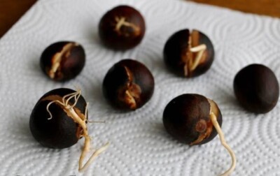 Ready to Plant Avocado Seed-Grow your own tree! | eBay