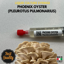 Cultura Liquida Fungo Phoenix Oyster - Pleurotus pulmonarius