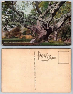 Le Conte Oak Berkeley UC Grounds CA Early 1900s Edward H. Mitchell Postcard