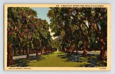 Postcard California Ontario Euclid Avenue Pepper Trees 1940s Unposted Linen