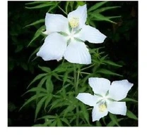 White Texas Star Perennial Hibiscus Bush 10 + SEEDS USA Seller